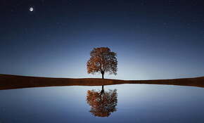 tree-sunlight-background-relaxation-preview.jpg